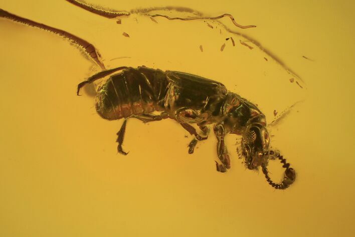 Two Fossil Beetles (Coleoptera) & Two Flies (Diptera) In Baltic Amber #105457